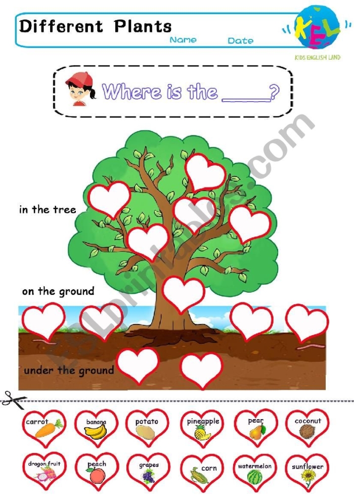 Colorful worksheet showcasing how plants grow, suitable for kindergarten students