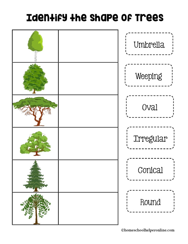 Kindergarten worksheet featuring a diagram to label the different parts of a tree for science class