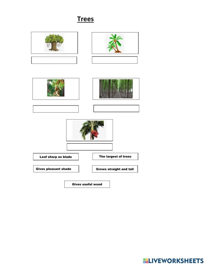 Kindergarten student labeling tree parts on a science worksheet with roots, trunk, branches, and leaves
