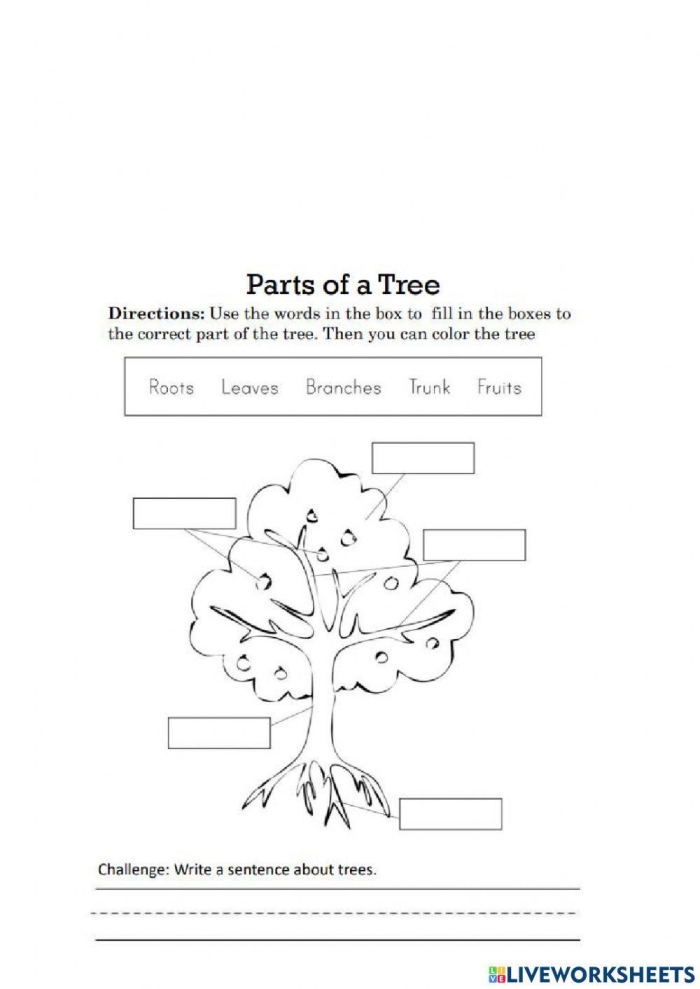 Kindergarten student labeling tree parts on a science worksheet with roots, trunk, branches, and leaves