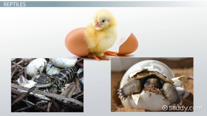 Engaging activity to help children learn about egg-laying creatures Colorful worksheet featuring animals that hatch from eggs for kindergarten students