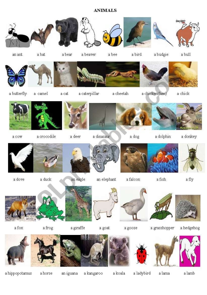 Fun and educational worksheet about egg-hatching animals for young learners Colorful worksheet featuring animals that hatch from eggs for kindergarten students