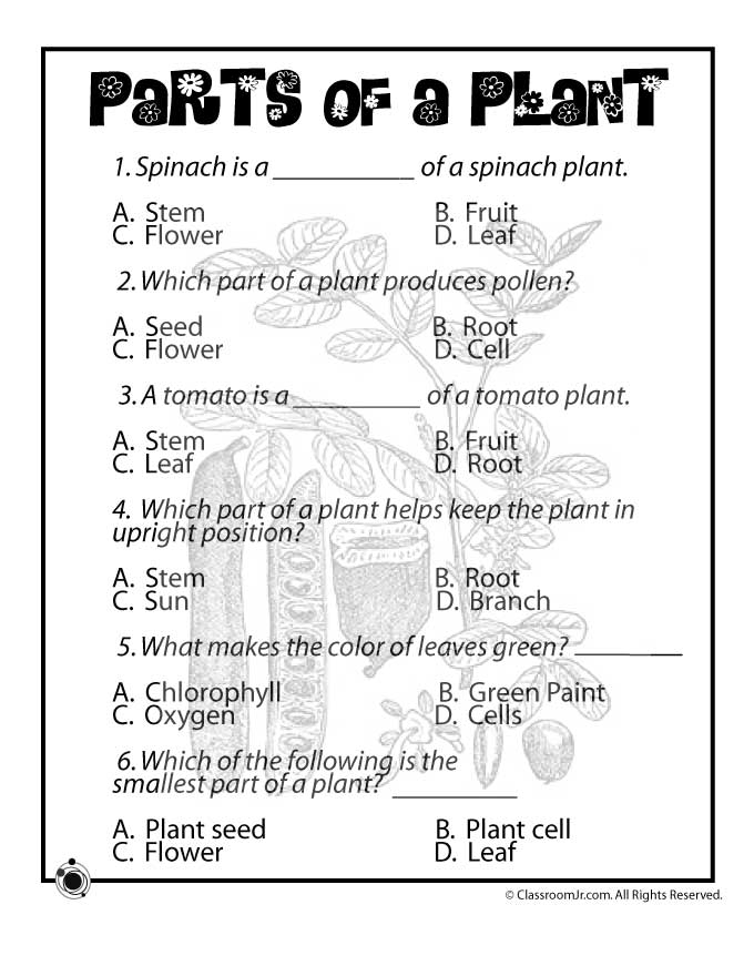 Colorful worksheet illustrating plant growth for kindergarten students