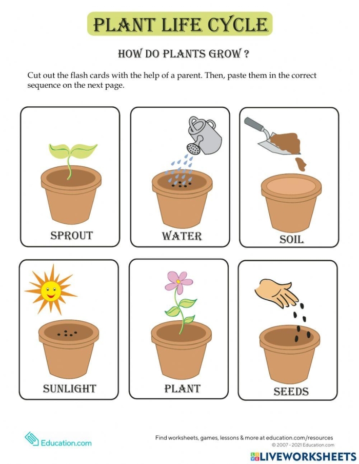 A colorful worksheet illustrating how plants grow, perfect for kindergarteners learning about photosynthesis. Educational image showing the growth process of plants for the How Plants Grow worksheet.