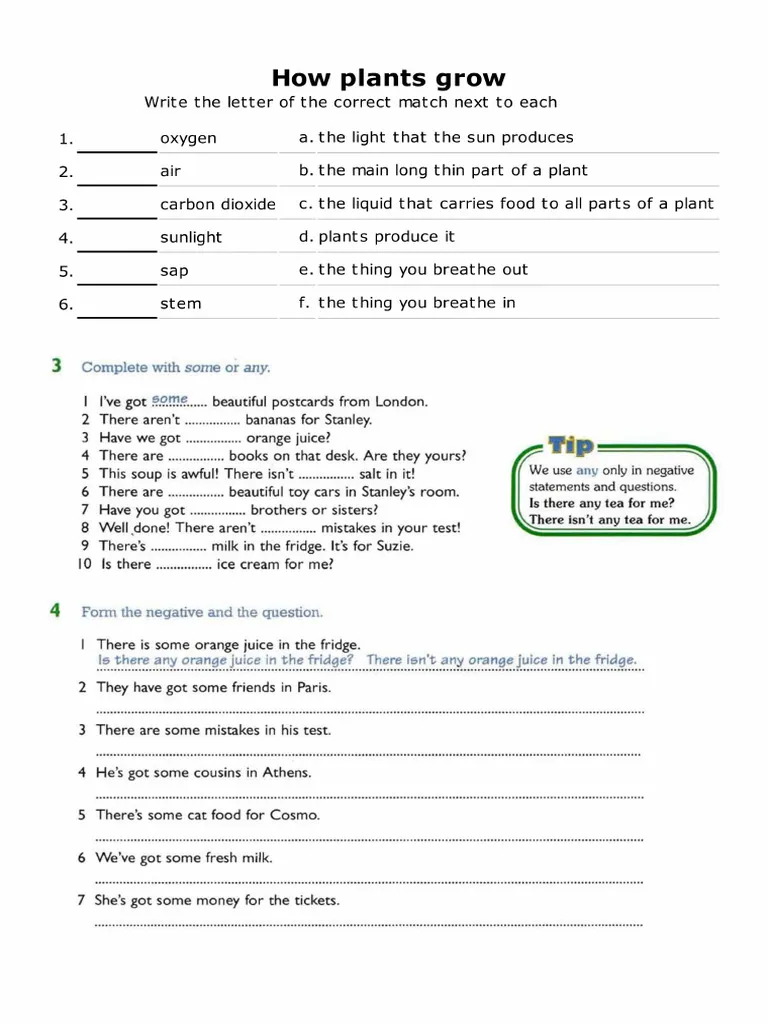 Illustration of a worksheet explaining plant growth and photosynthesis for kindergarten students