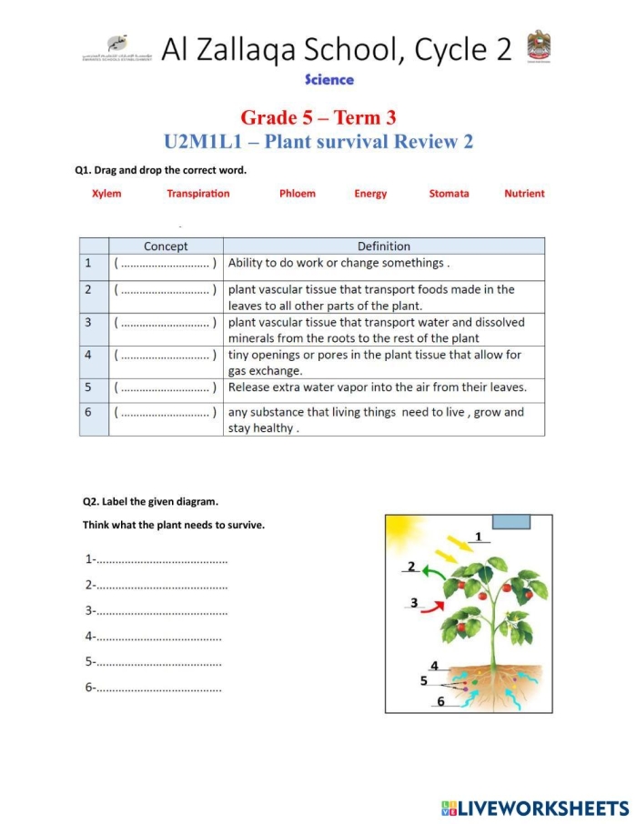 Plant Survival Worksheet for Kindergarten Lesson 6 Kindergarten plant survival worksheet featuring colorful illustrations to teach children about basic botany needs
