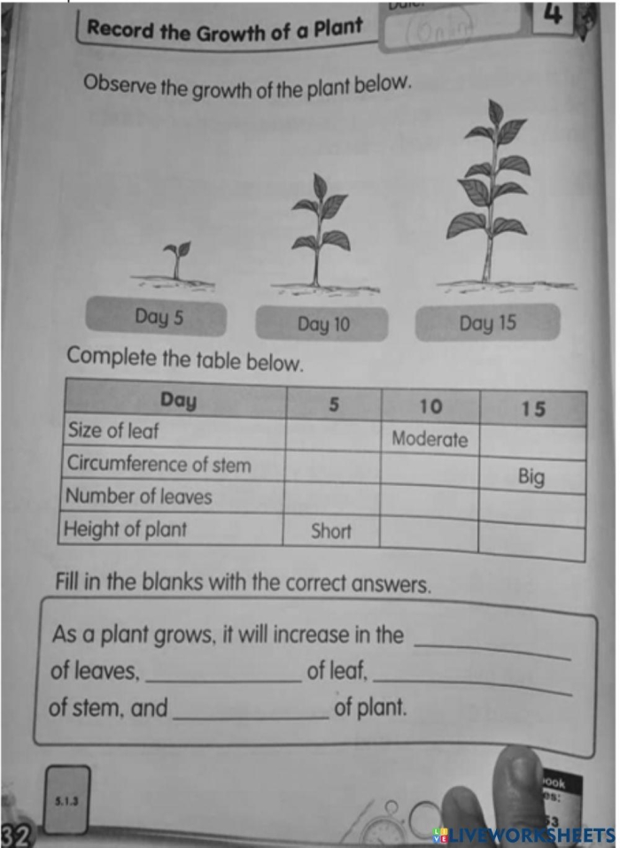 Kindergarten science worksheet showing the step by step process of how plants grow for phonics and nature study