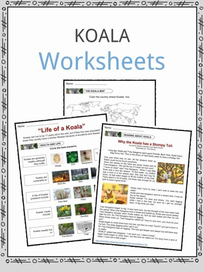 First grade life science worksheet featuring a cute koala for students to color