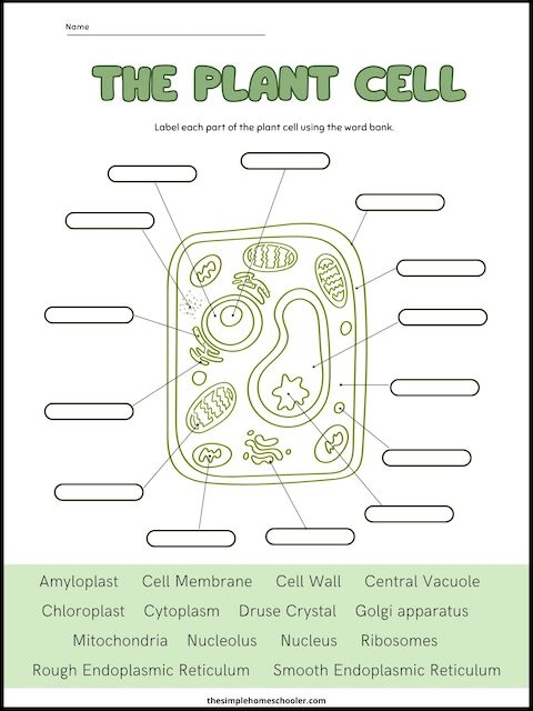Sixth grade biology worksheet featuring a detailed diagram for students to label the animal cell parts