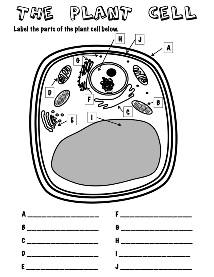 Label the Animal Cell Level 2 worksheet showing detailed cell structure for sixth grade science students