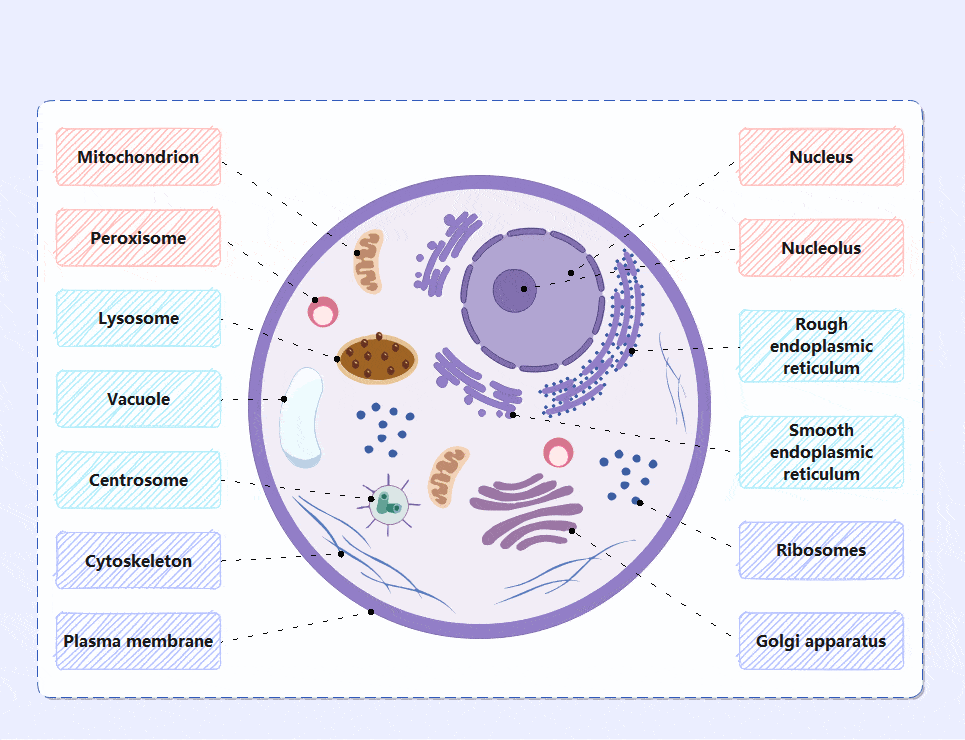 Diagram of an animal cell for sixth grade students to label in a life science worksheet