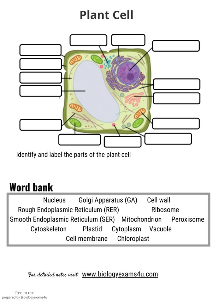Diagram of a plant cell with labeled parts including cell wall, chloroplast, vacuole, and nucleus for sixth grade students to identify and learn