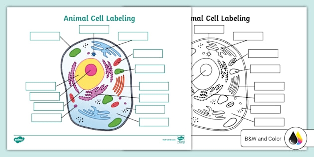 Diagram of a plant cell for a Level 1 labeling worksheet aimed at sixth graders