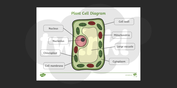 Detailed illustration for the Level 1 worksheet on labeling plant cells for sixth graders