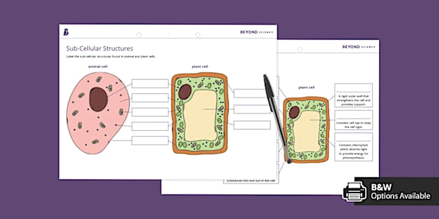 Sixth grade science student completing a Label the Plant Cell Level 1 worksheet