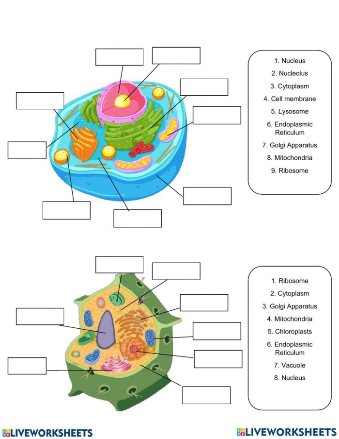 Sixth grade student worksheet for labeling the various parts of a plant cell