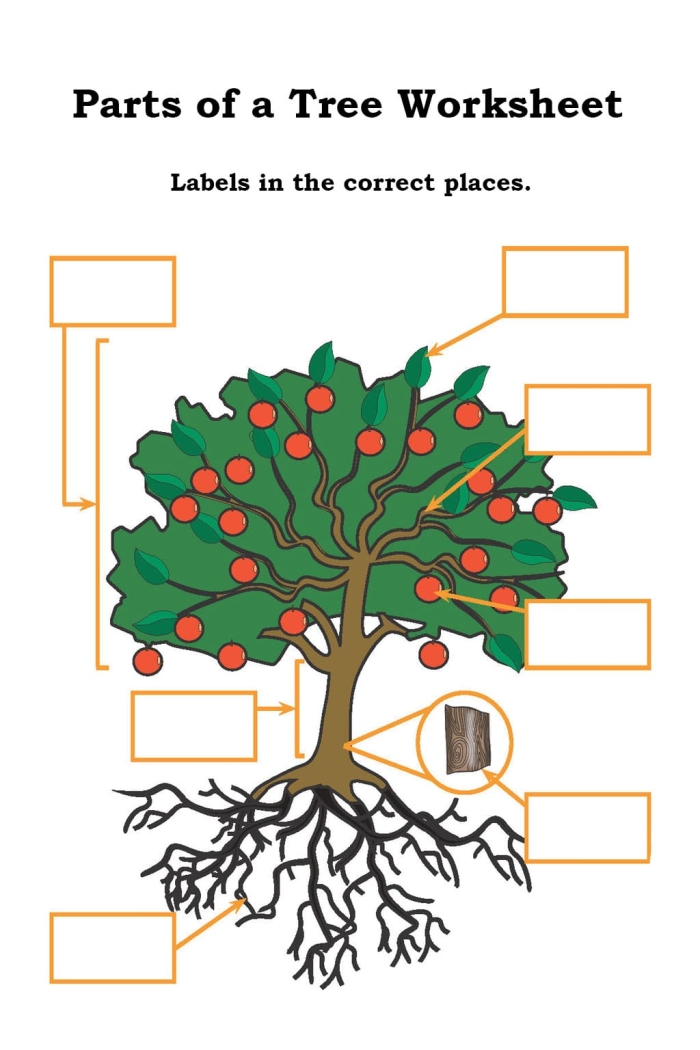 Colorful diagram of a tree for kids to label its parts, including the stem and roots