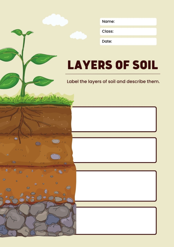 Educational worksheet on the layers of soil for second graders Colorful illustration of soil layers showing various plants and animals in each layer