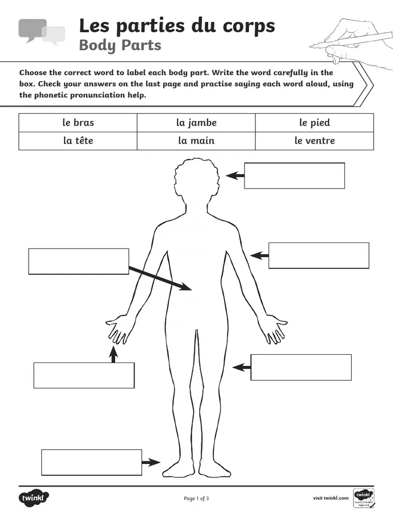 Illustration of a worksheet featuring body parts in French for third graders