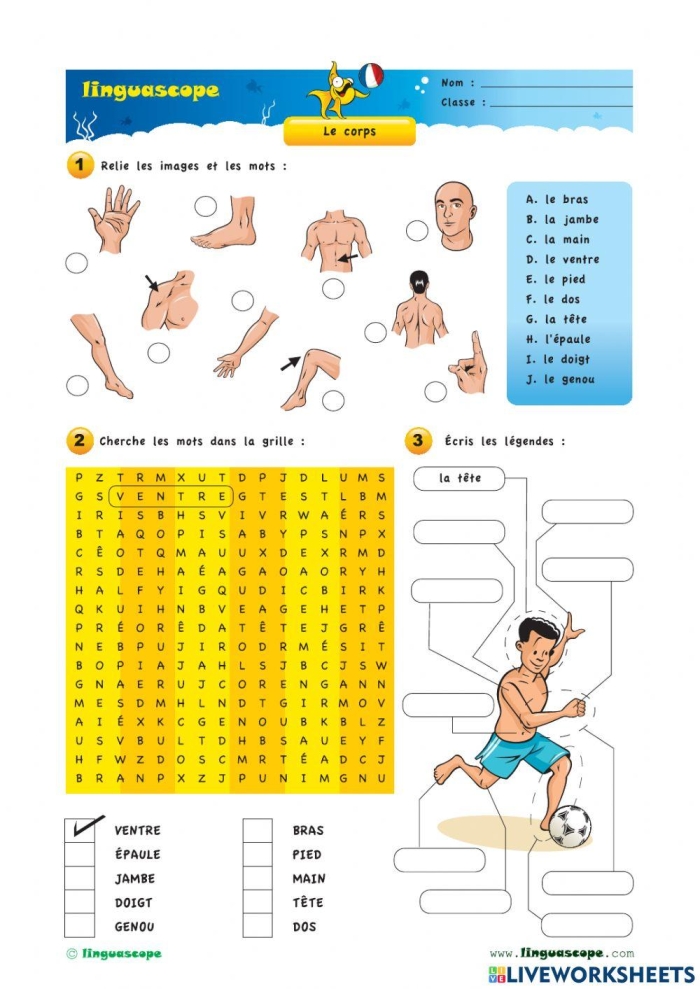 A colorful illustration of the human body labeled with French terms for each part. Worksheet image for learning body parts in French for third graders.