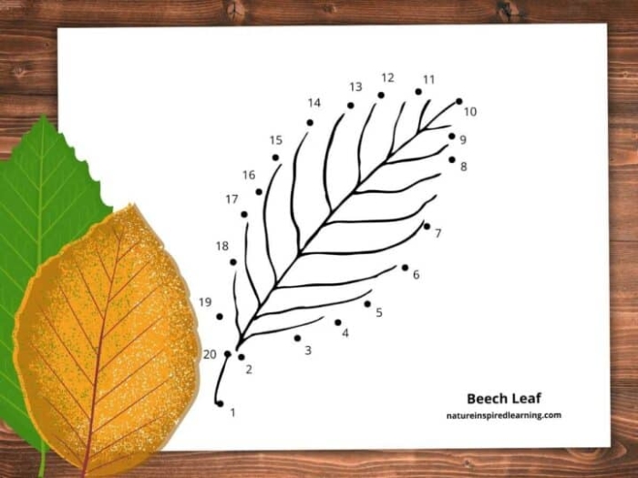 Leaf dot to dot worksheet for second graders focusing on counting by twos to uncover a budding branch. Engaging activity for time and money skills in grade two.