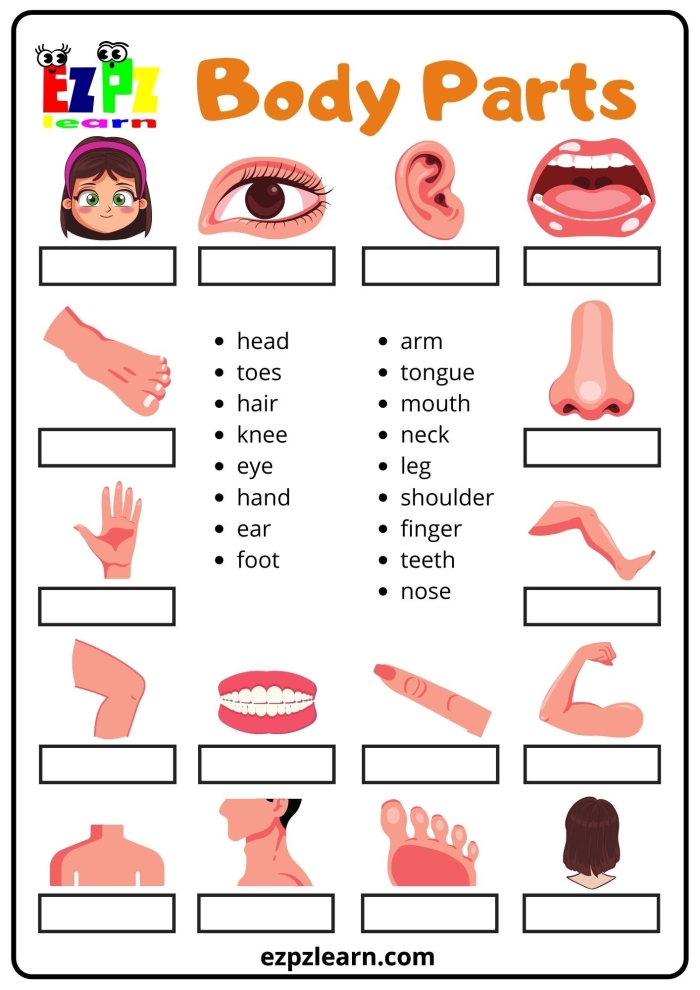 Learn about human anatomy with this engaging worksheet for kids Worksheet for teaching body parts to kindergarteners