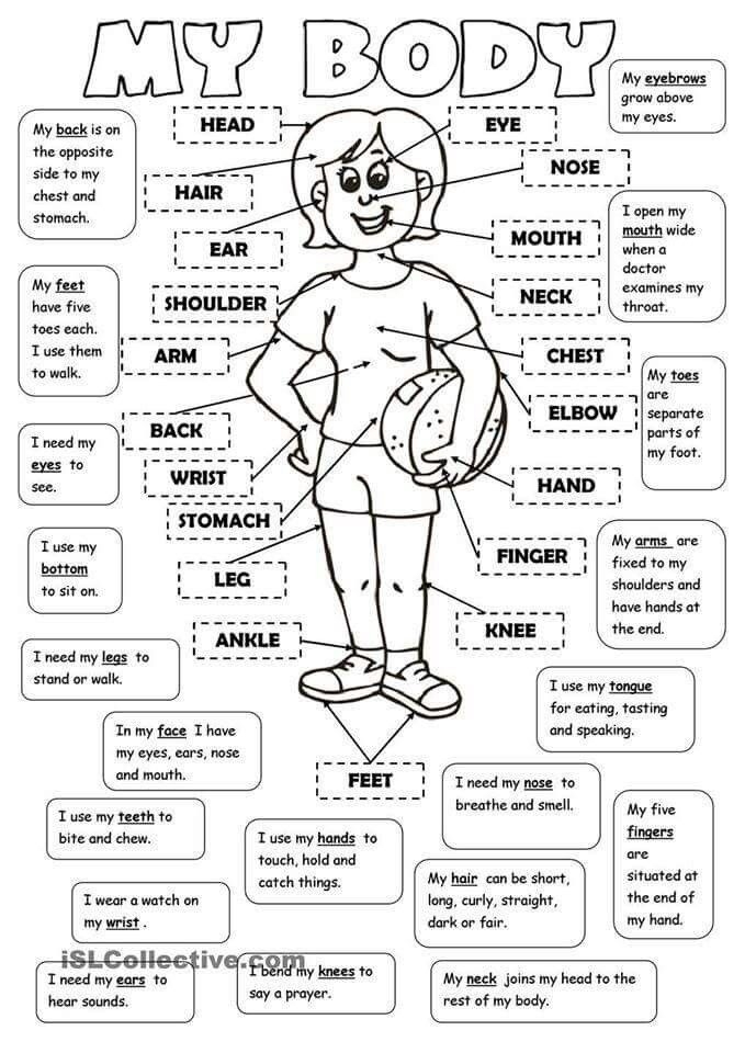 Interactive body parts worksheet for kindergarten students Worksheet for identifying human body parts for young learners