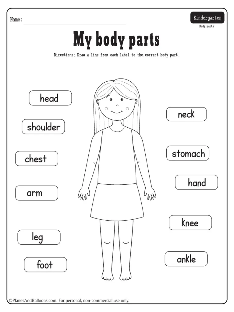 Engaging body parts worksheet for kindergarten students Worksheet for kids to learn and identify various body parts