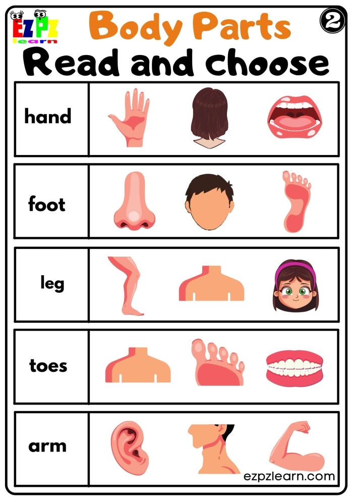 Educational worksheet for kids to identify body parts and enhance vocabulary Worksheet featuring various human body parts for kindergarten learning