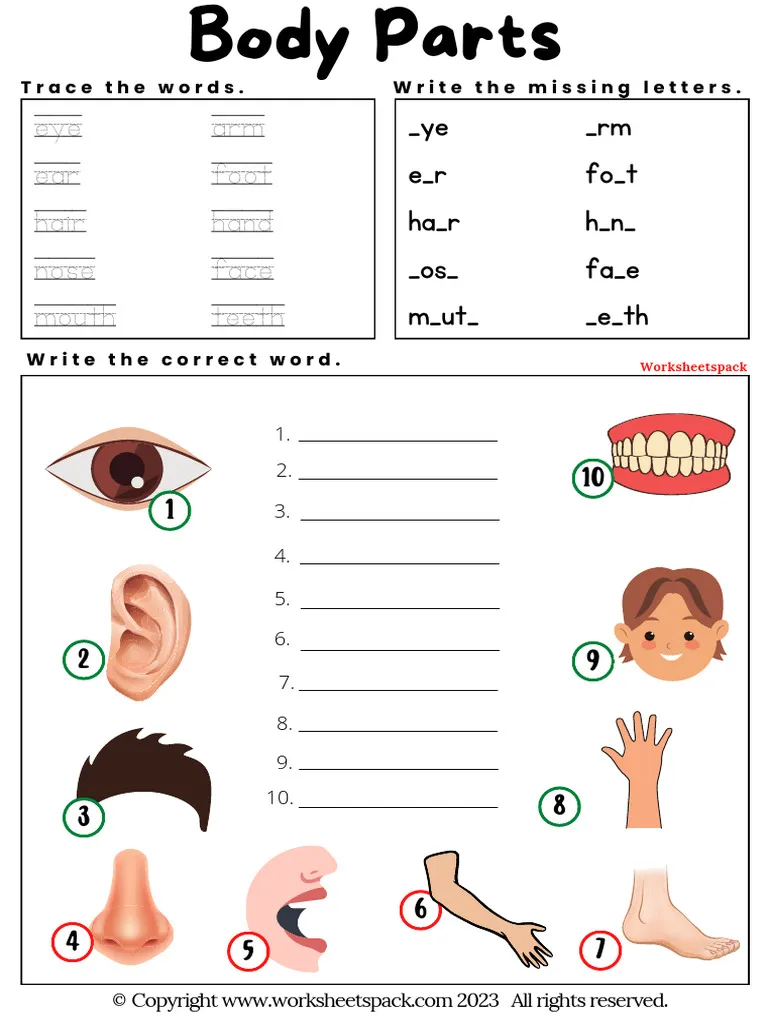 Learn Body Parts worksheet for young learners in kindergarten Illustration of a colorful worksheet for teaching body parts to kindergarten students