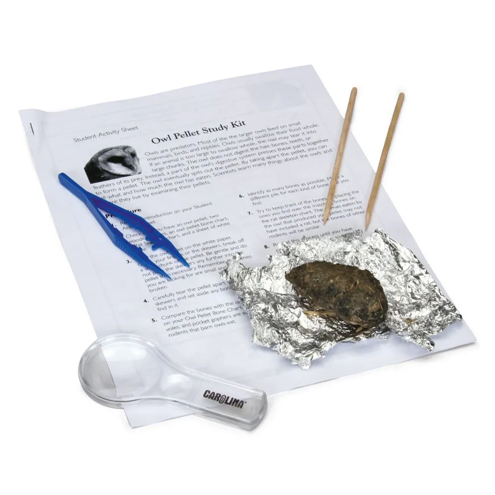 Fill-in-the-blank skull diagram for fifth graders learning about the bone structure