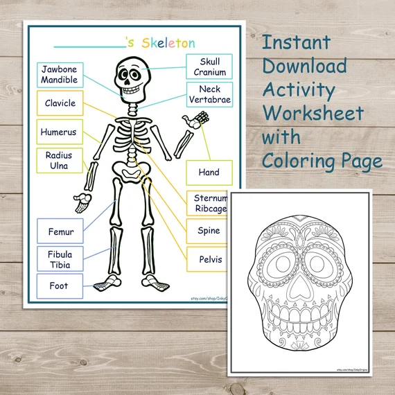 Fifth grade student filling in the labels on a diagram of the human skull
