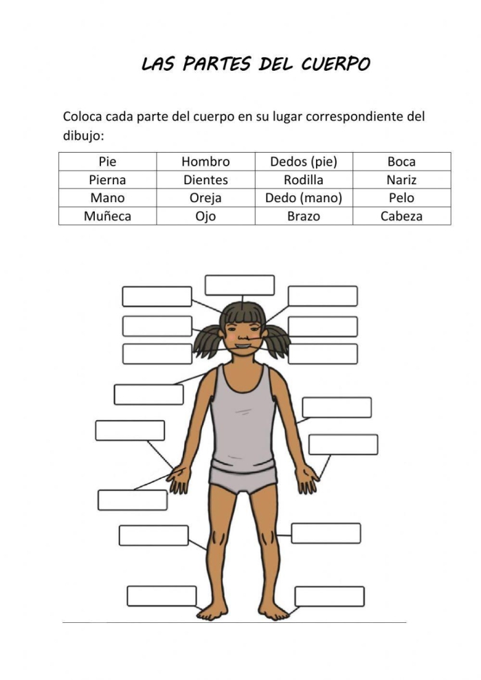 Spanish vocabulary practice worksheet focused on human anatomy for fourth graders 11 Fourth grade student worksheet featuring a labeled diagram for learning Spanish body parts