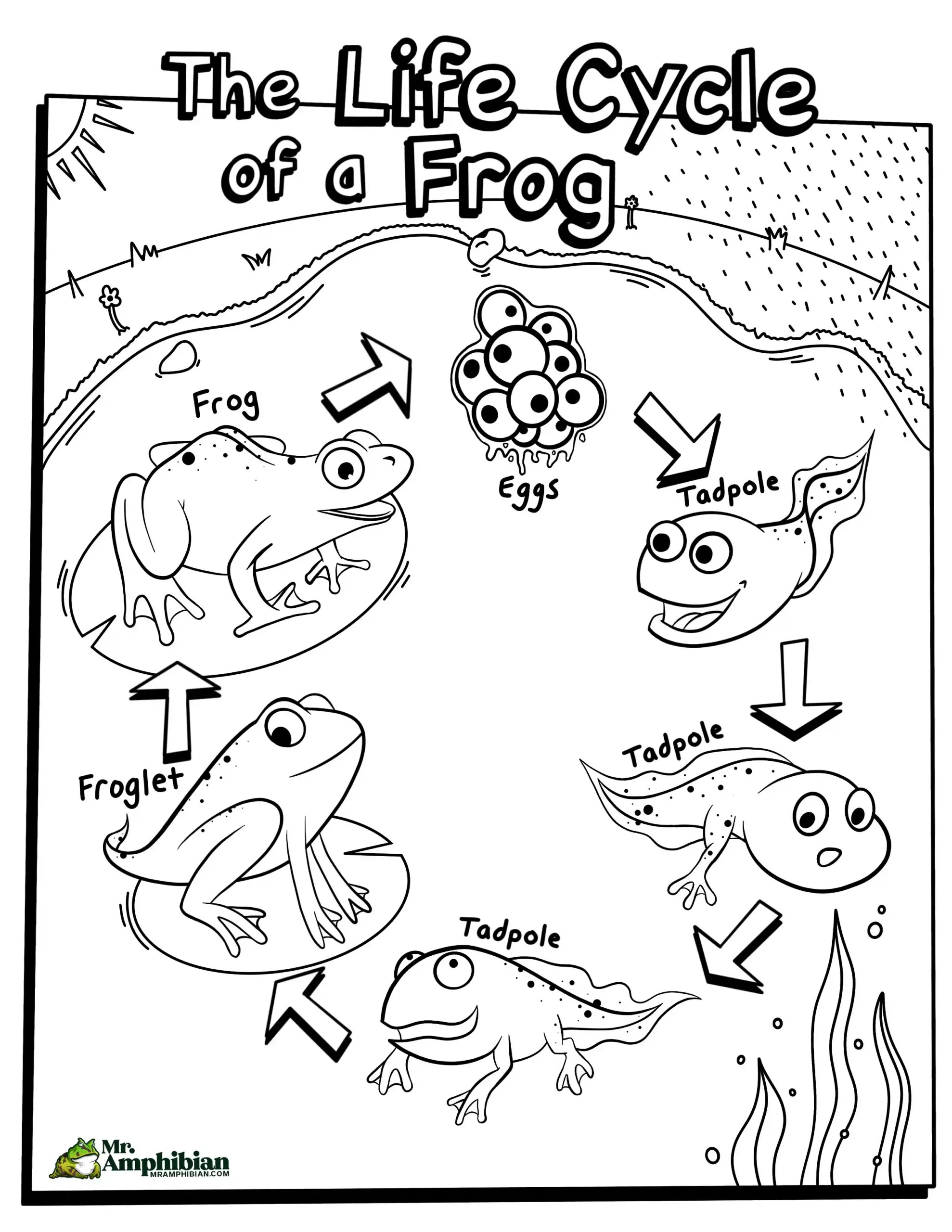 Detailed visual representation of a frog's life cycle worksheet Diagram illustrating the life cycle stages of a frog for second graders