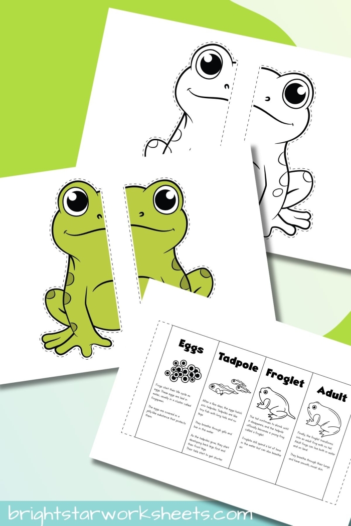 Life Cycle of a Frog Worksheet for Second Grade Science Diagram illustrating the life cycle stages of a frog for educational purposes