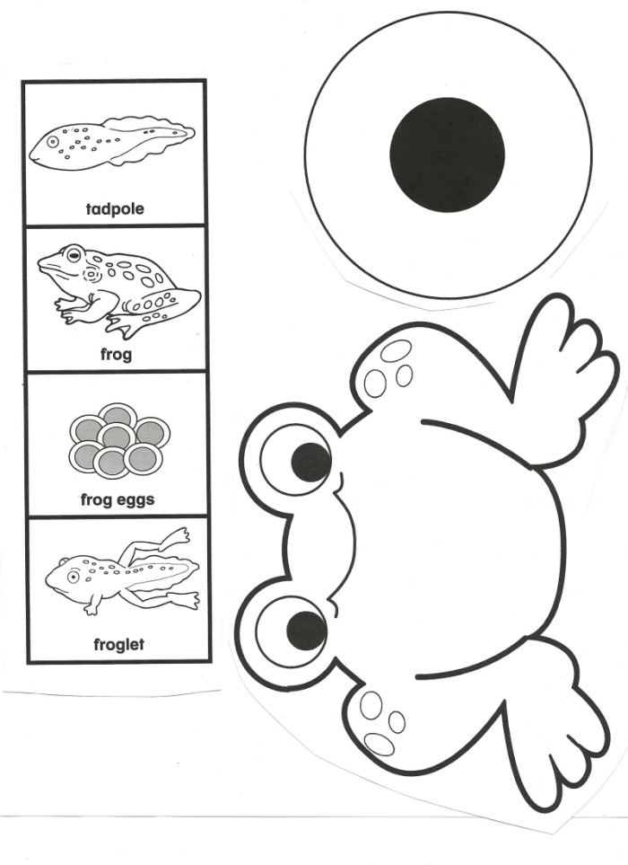 Diagram depicting the life cycle of a frog for second-grade science lessons Illustration showing the stages of a frog's life cycle for educational purposes
