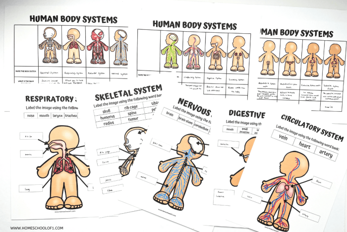 Life Science Crossword worksheet focused on body systems vocabulary for third graders