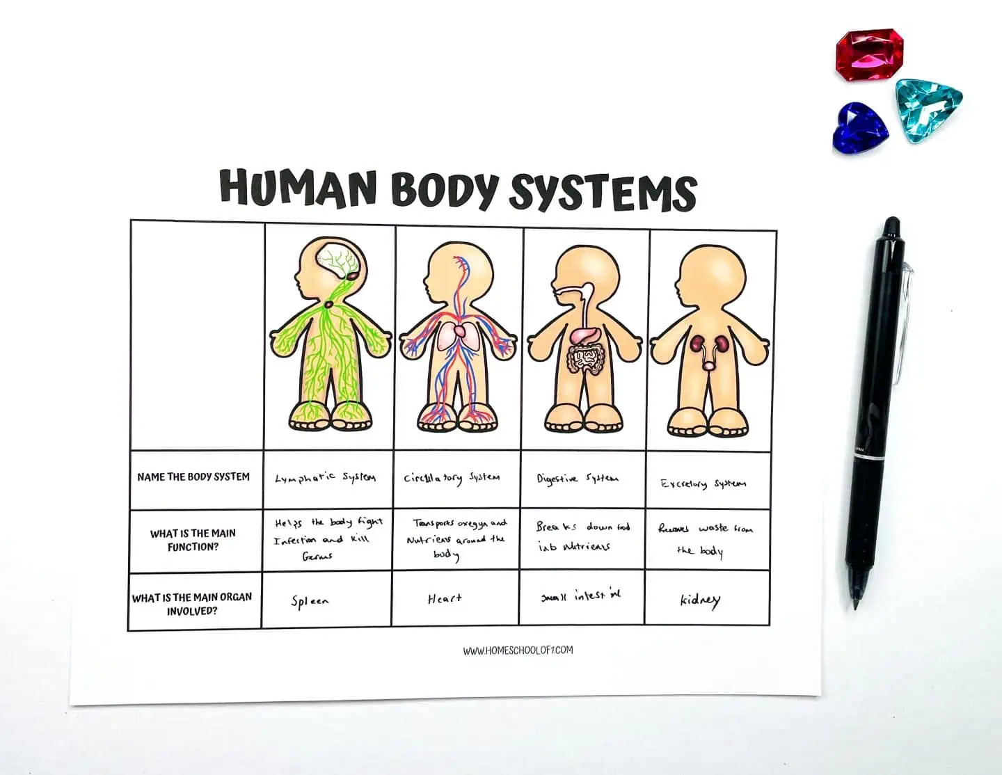 Life Science Crossword worksheet featuring body systems vocabulary and definitions for third graders