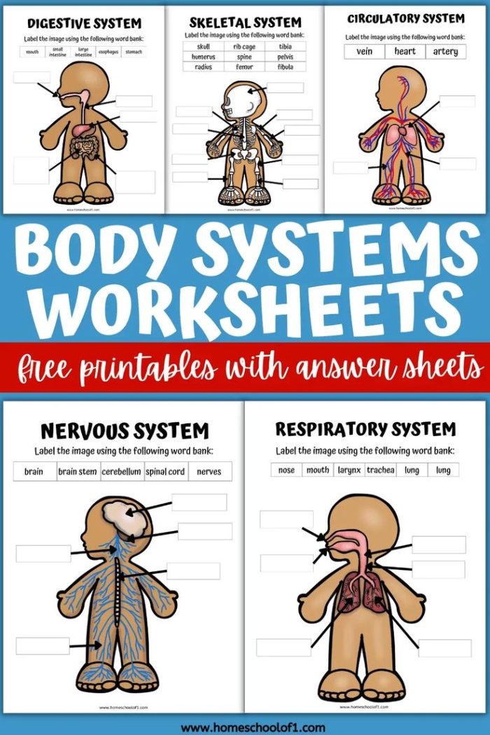 Life Science Crossword worksheet focusing on body systems vocabulary for third graders