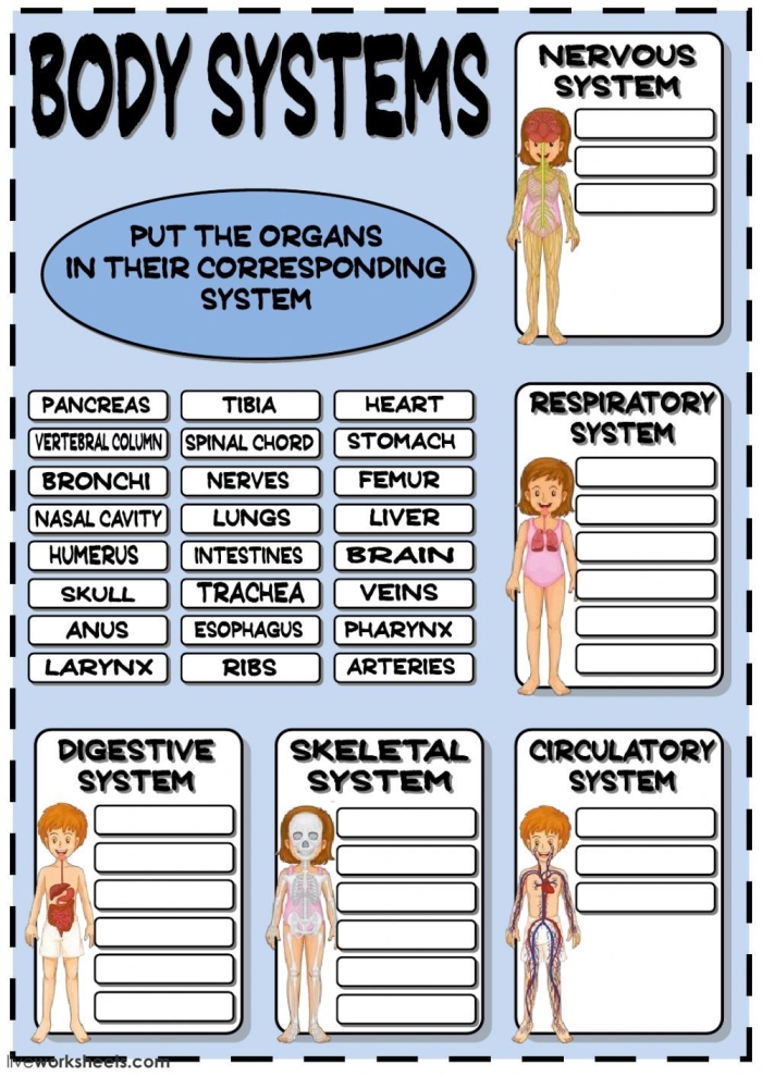 Body Systems crossword puzzle worksheet for third graders to enhance life science vocabulary