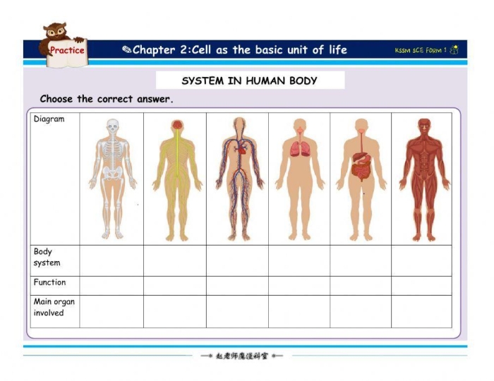 Crossword worksheet featuring body systems vocabulary and definitions for third-grade students