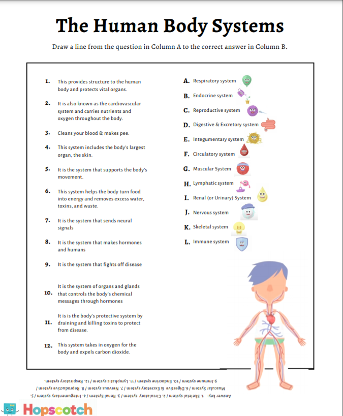 Life Science Crossword worksheet focusing on Body Systems vocabulary for third graders