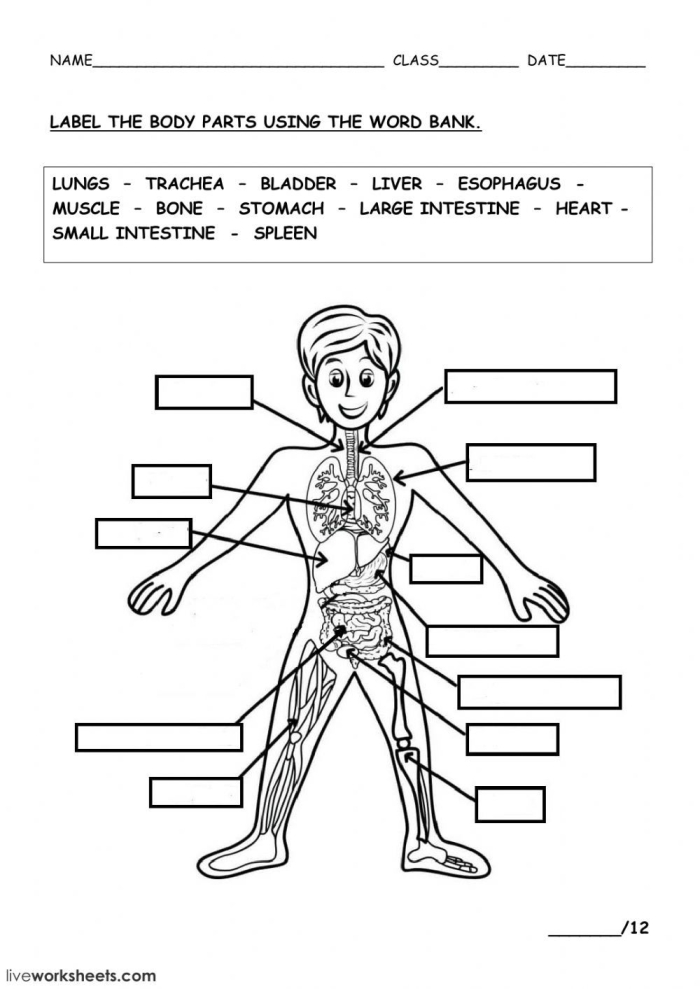 Life Science Crossword worksheet focused on body systems vocabulary for third graders