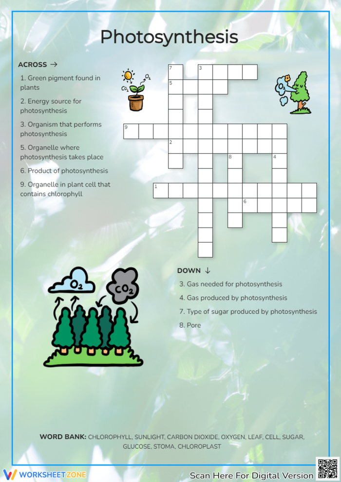 Life Science Crossword worksheet focusing on photosynthesis for third graders