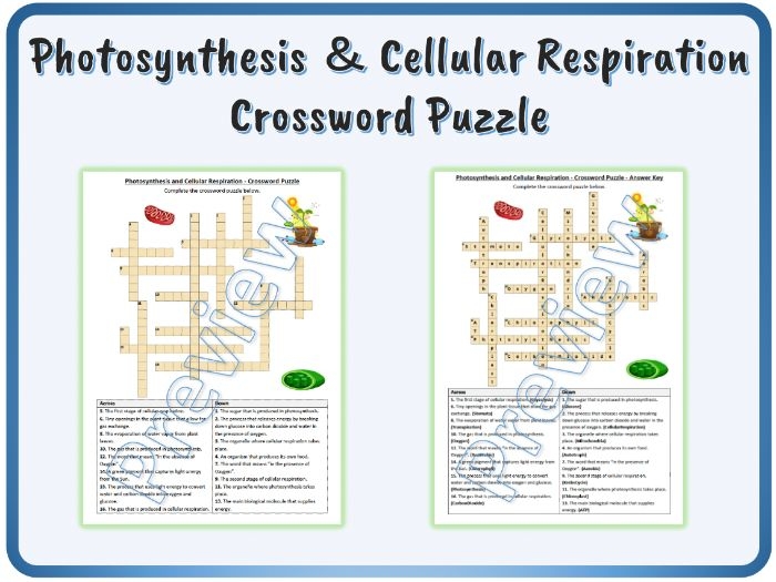 Life Science Crossword worksheet focused on photosynthesis for third graders