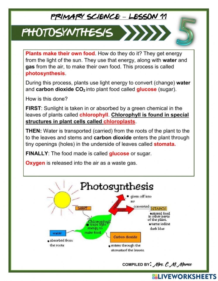 Life Science Crossword worksheet featuring photosynthesis for third graders
