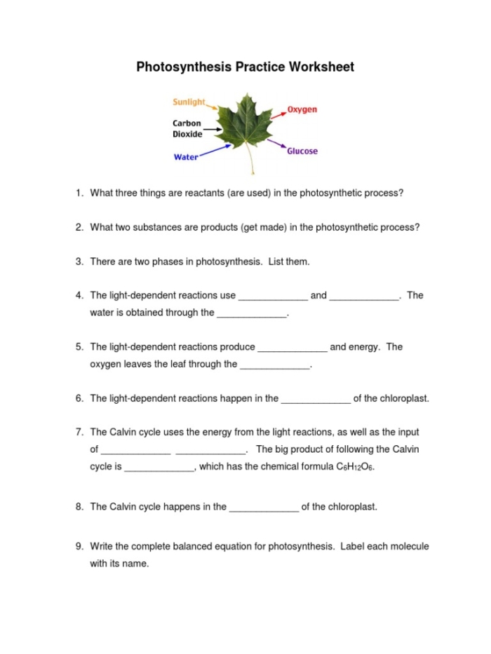 Life Science Crossword worksheet focused on photosynthesis for third graders