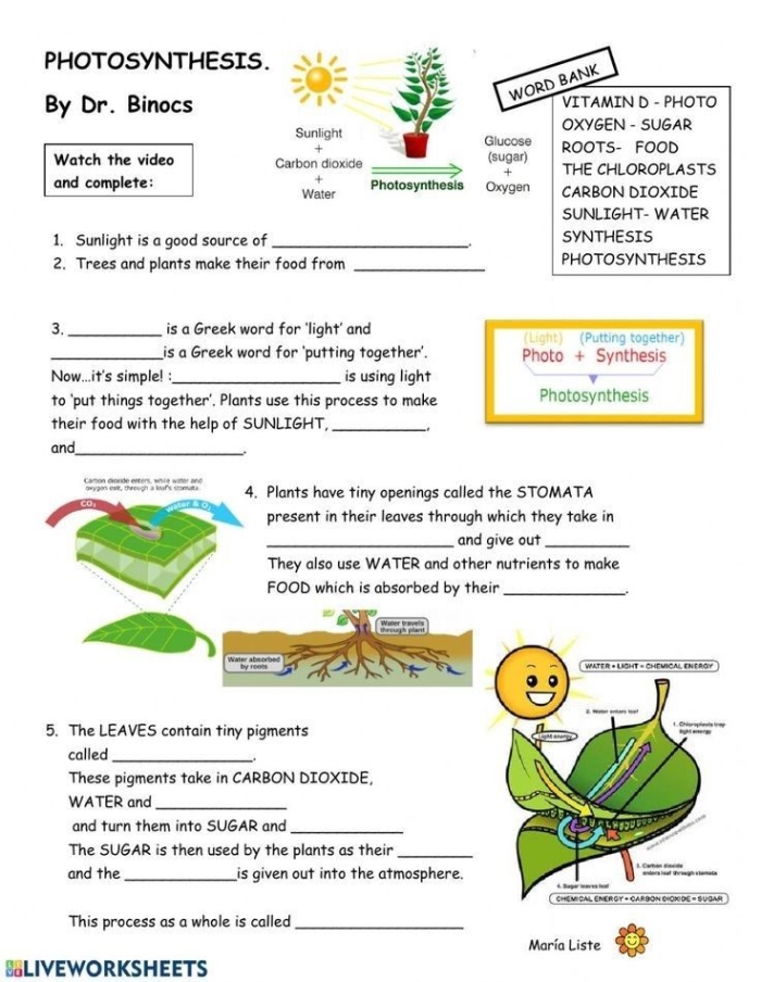 Life Science Crossword worksheet focused on photosynthesis for third graders