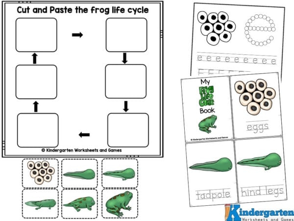 Cute cut and paste worksheet for teaching the life cycle of a frog to second graders