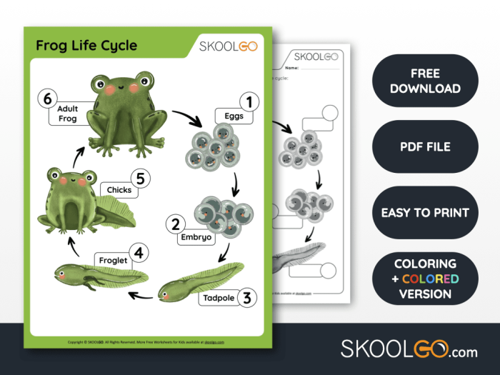 Life Cycle of a Frog worksheet for second graders featuring a fun cut and paste activity